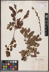 Salix aurita L. x Salix starkeana Willd.